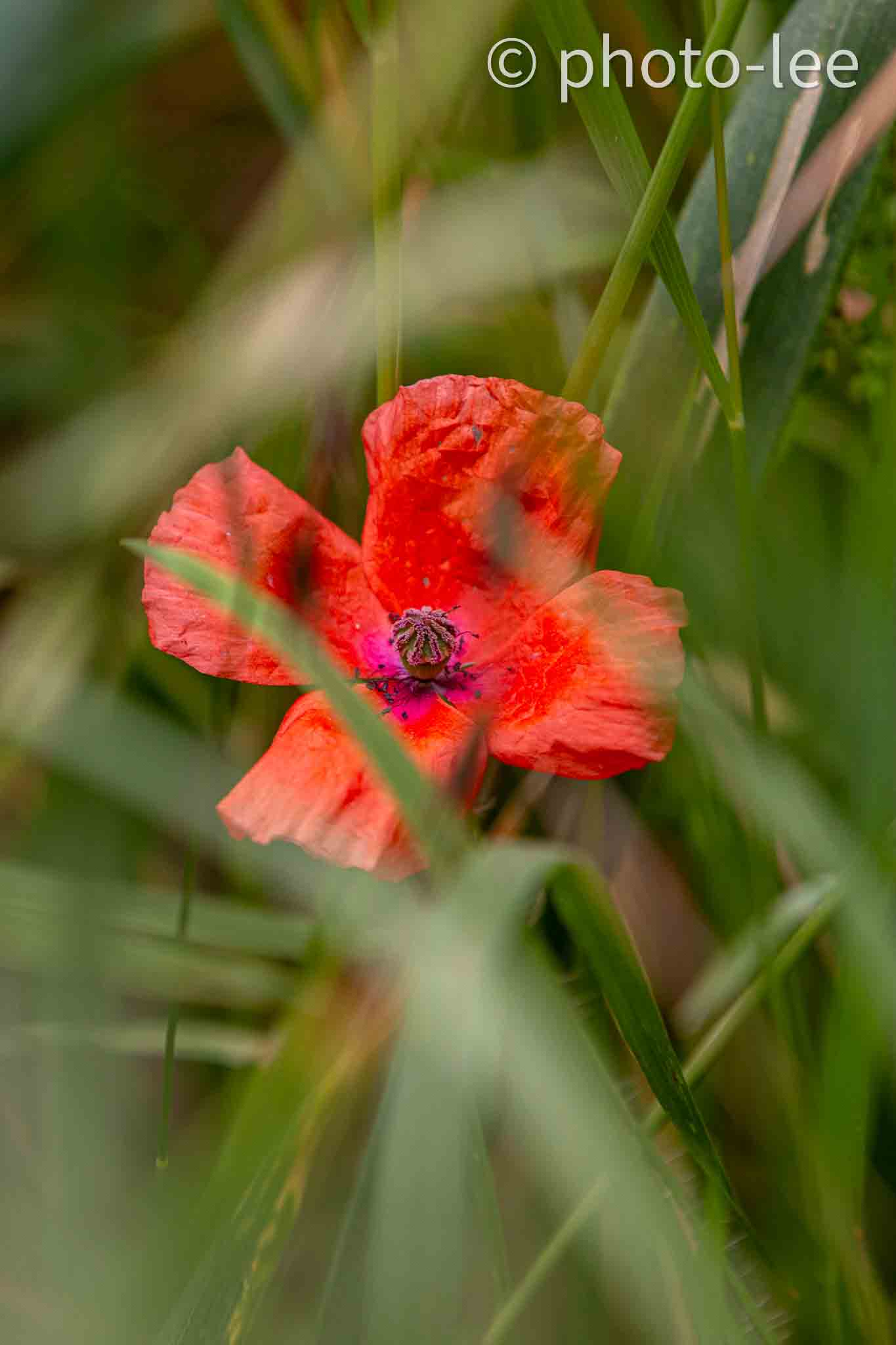 Eine rote Feldblume versteckt sich hinter den Getreidestängeln